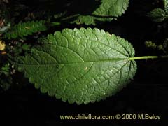 Image of Urtica sp. #0180 (Ortiga)